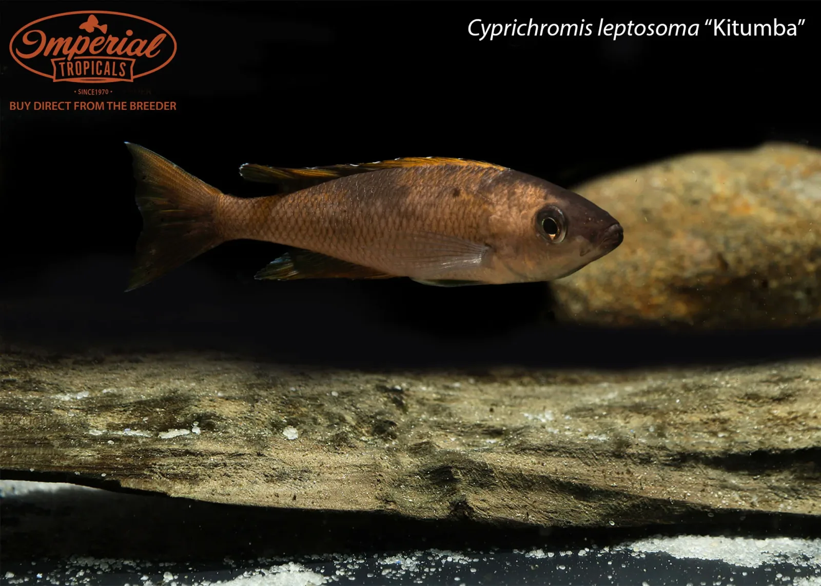 Cyprichromis leptosoma “Kitumba” - Image 2