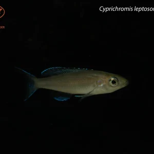 Cyprichromis leptosoma “Kitumba”