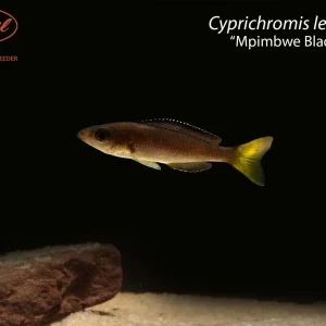 Cyprichromis leptosoma “Mpimbwe Black Bee”