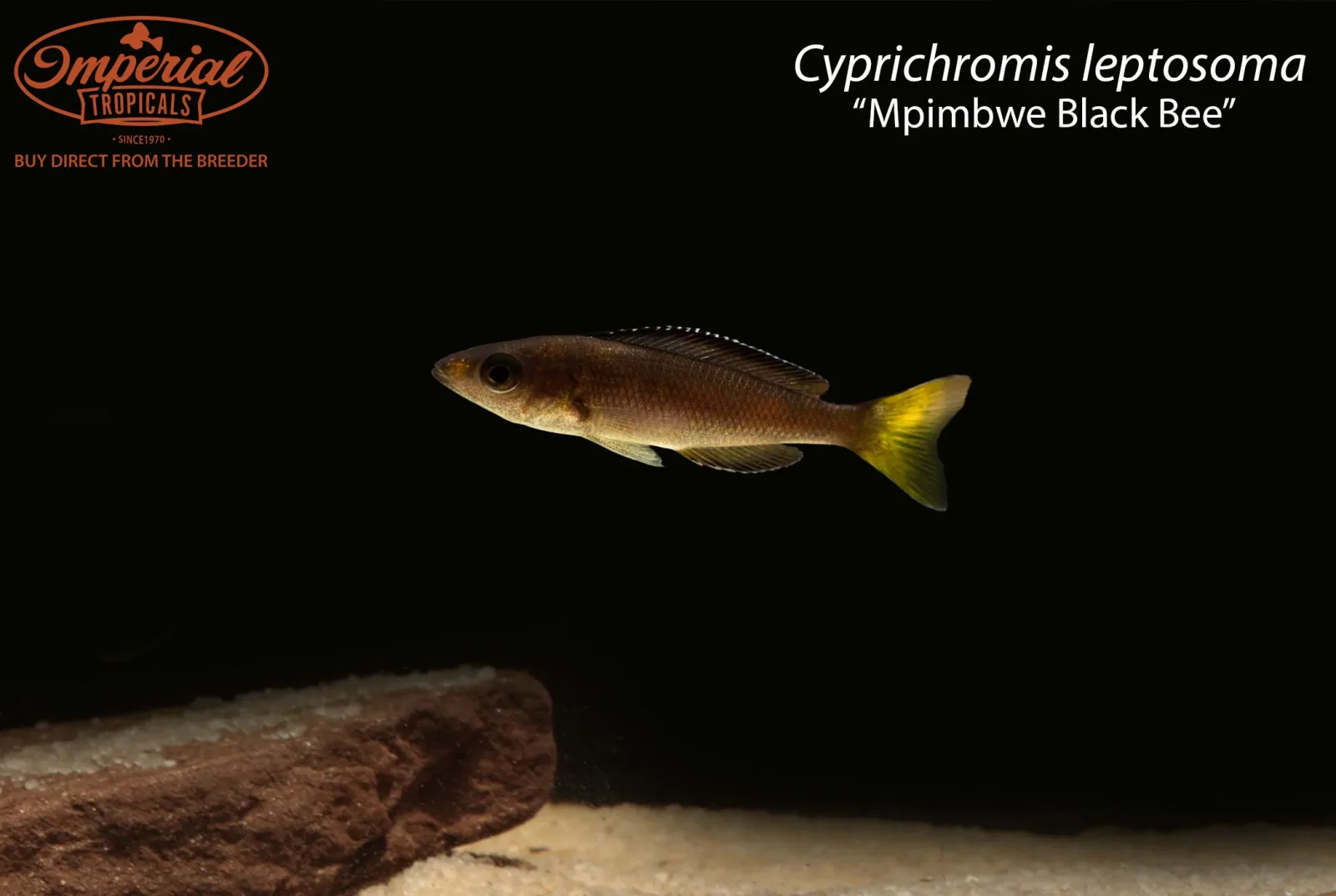 Cyprichromis leptosoma “Mpimbwe Black Bee”