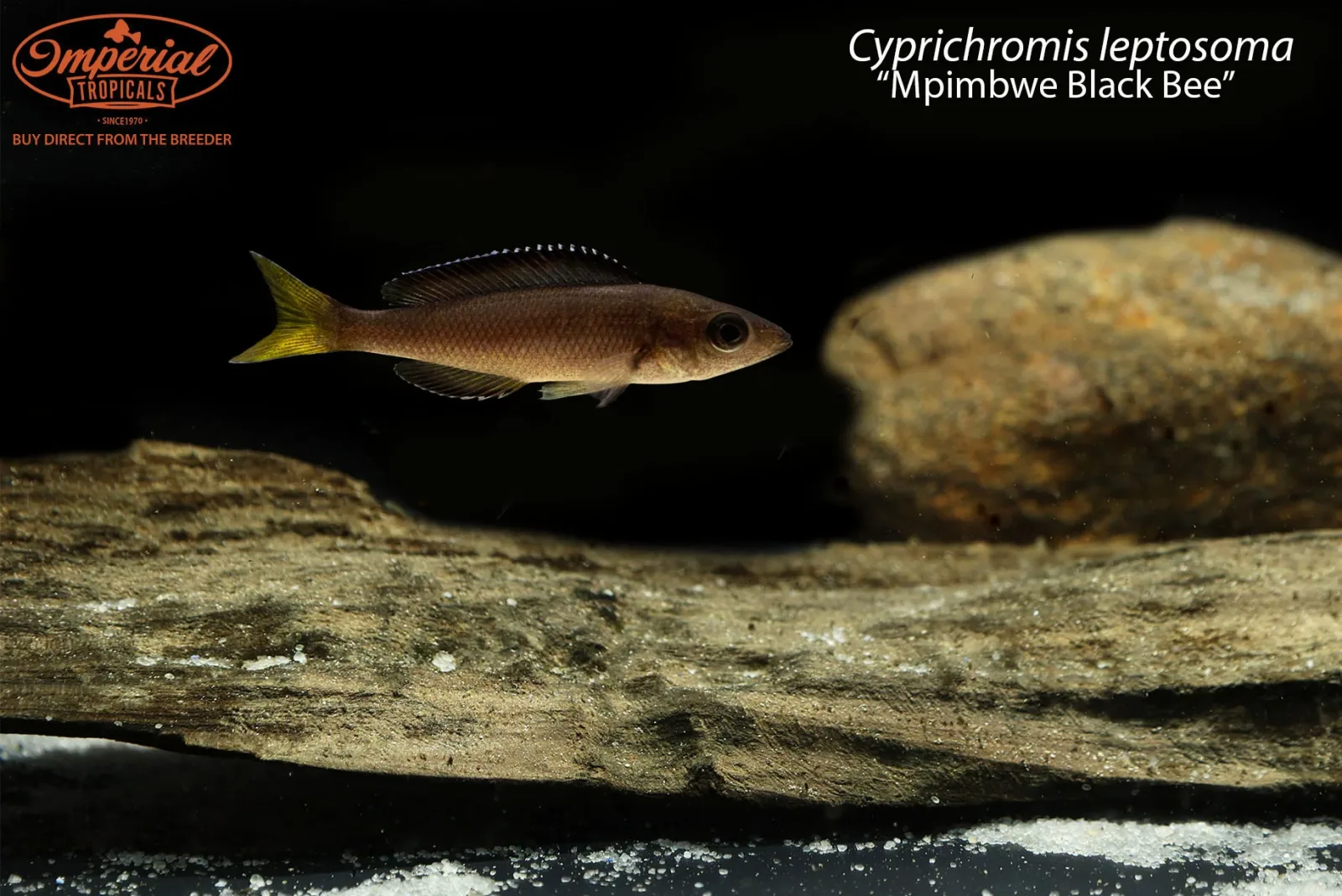 Cyprichromis leptosoma “Mpimbwe Black Bee” - Image 2