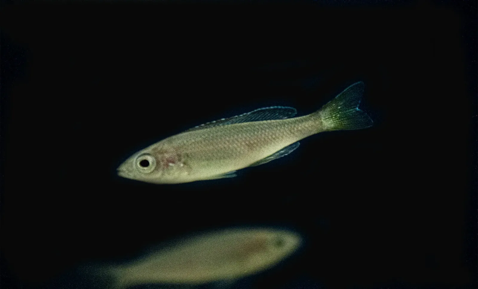 Cyprichromis leptosoma "Tri-Color" - Image 2