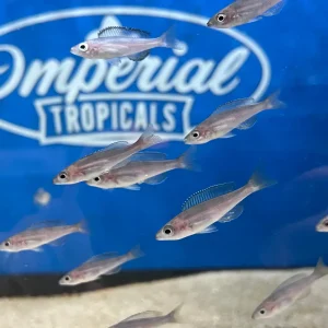 Cyprichromis leptosoma "Tri-Color"