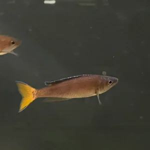 Cyprichromis leptosoma "Utinta"