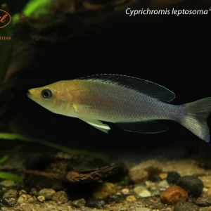 Cyprichromis leptosoma “Yellow Head"