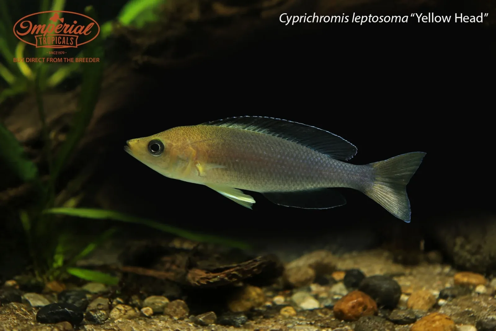 Cyprichromis leptosoma “Yellow Head"