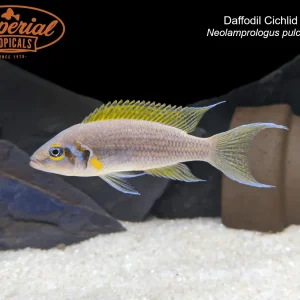 Daffodil Cichlid