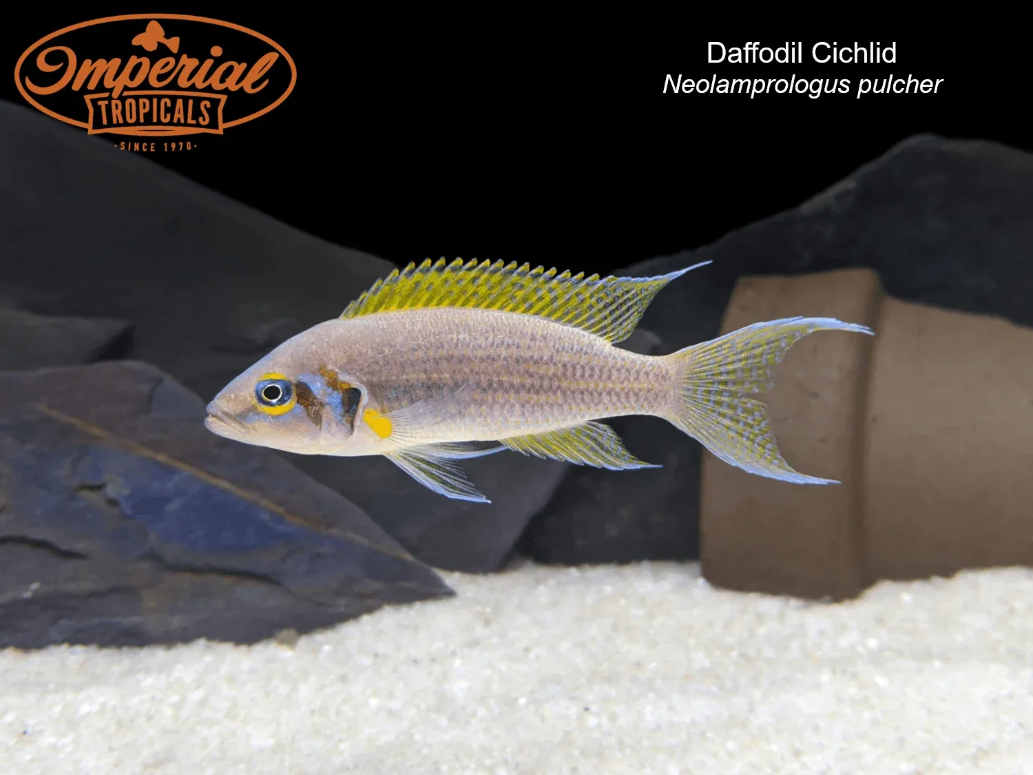 Daffodil Cichlid