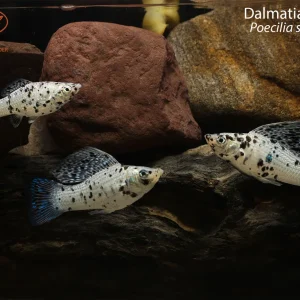 Dalmatian Molly