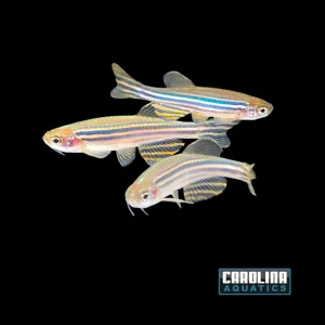Danio - Zebra