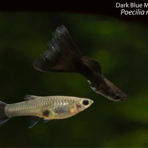 Dark Blue Moscow Guppy