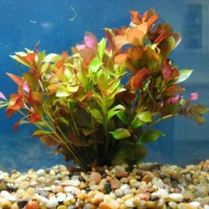Deep Red Broad Leaf Ludwigia