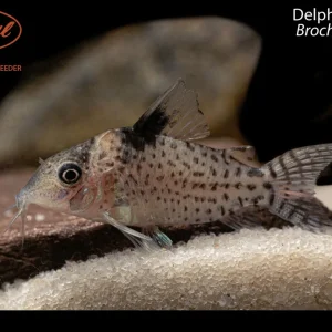 Delphax Brochis (Brochis delphax)