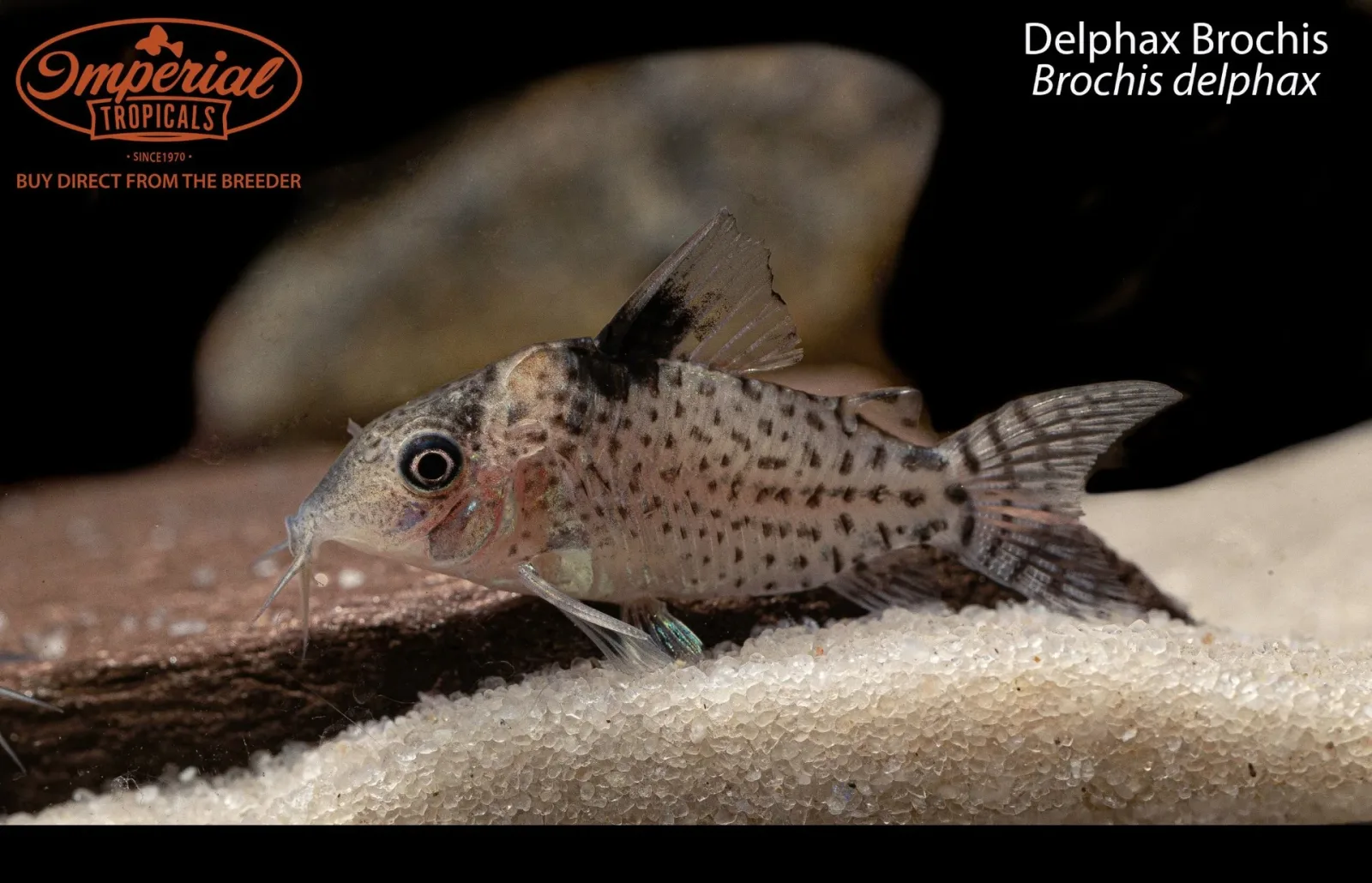 Delphax Brochis (Brochis delphax)