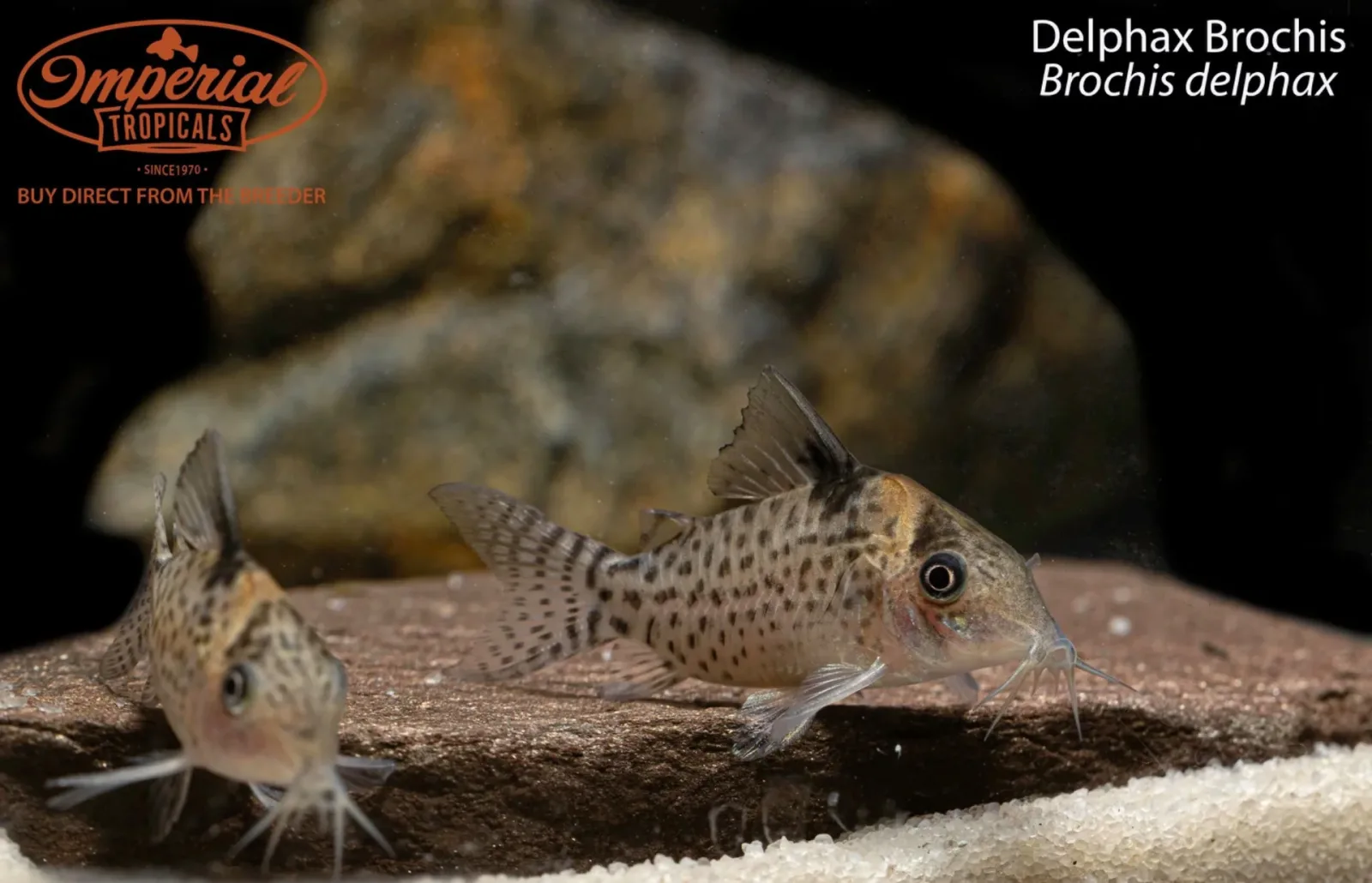 Delphax Brochis (Brochis delphax) - Image 2