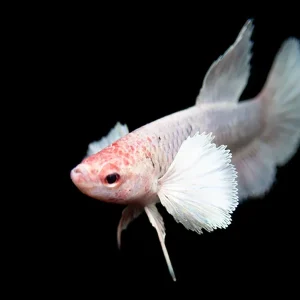 Deluxe Female Halfmoon Dumbo Betta (Betta splendens) - Tank-Bred!