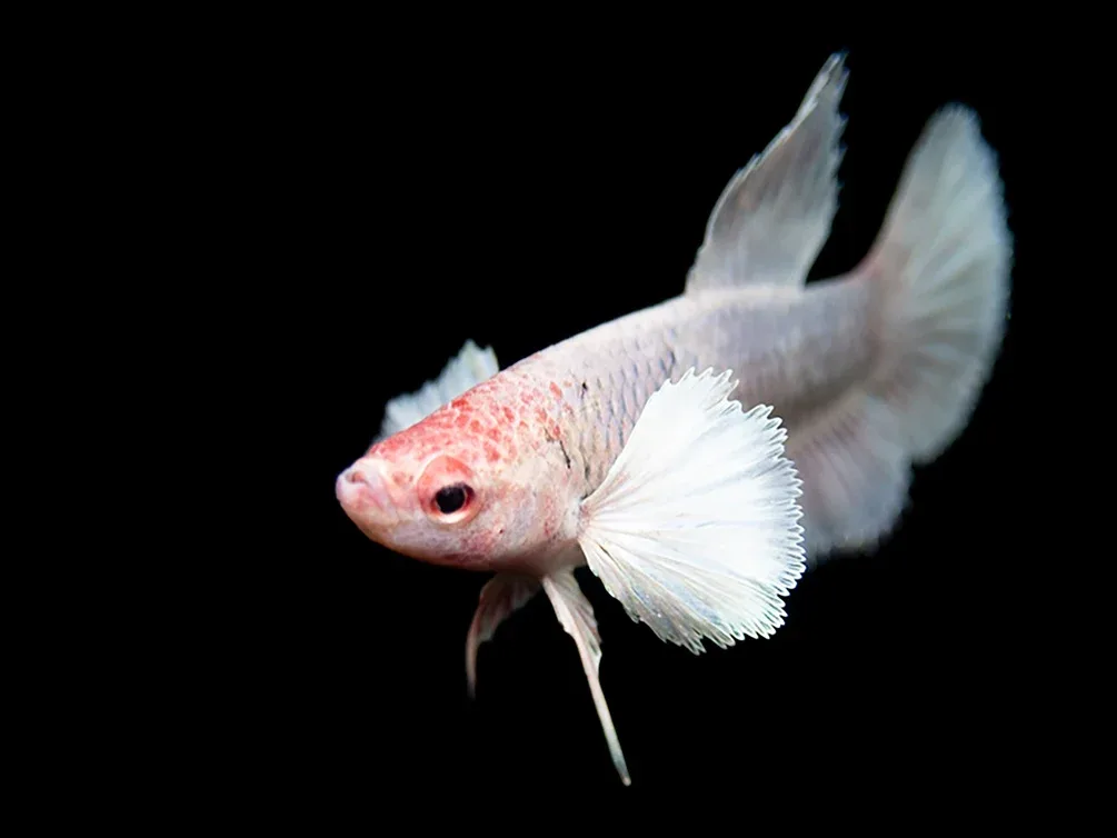 Deluxe Female Halfmoon Dumbo Betta (Betta splendens) - Tank-Bred!
