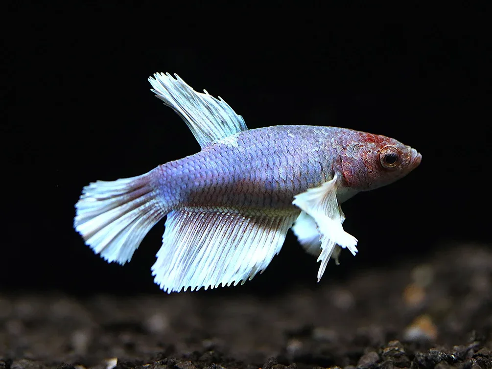 Deluxe Female Halfmoon Dumbo Betta (Betta splendens) - Tank-Bred! - Image 2
