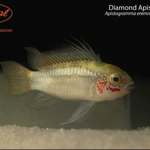 Diamond Apistogramma