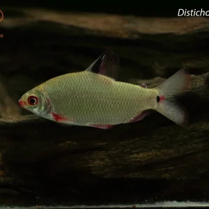 Distichodus noboli