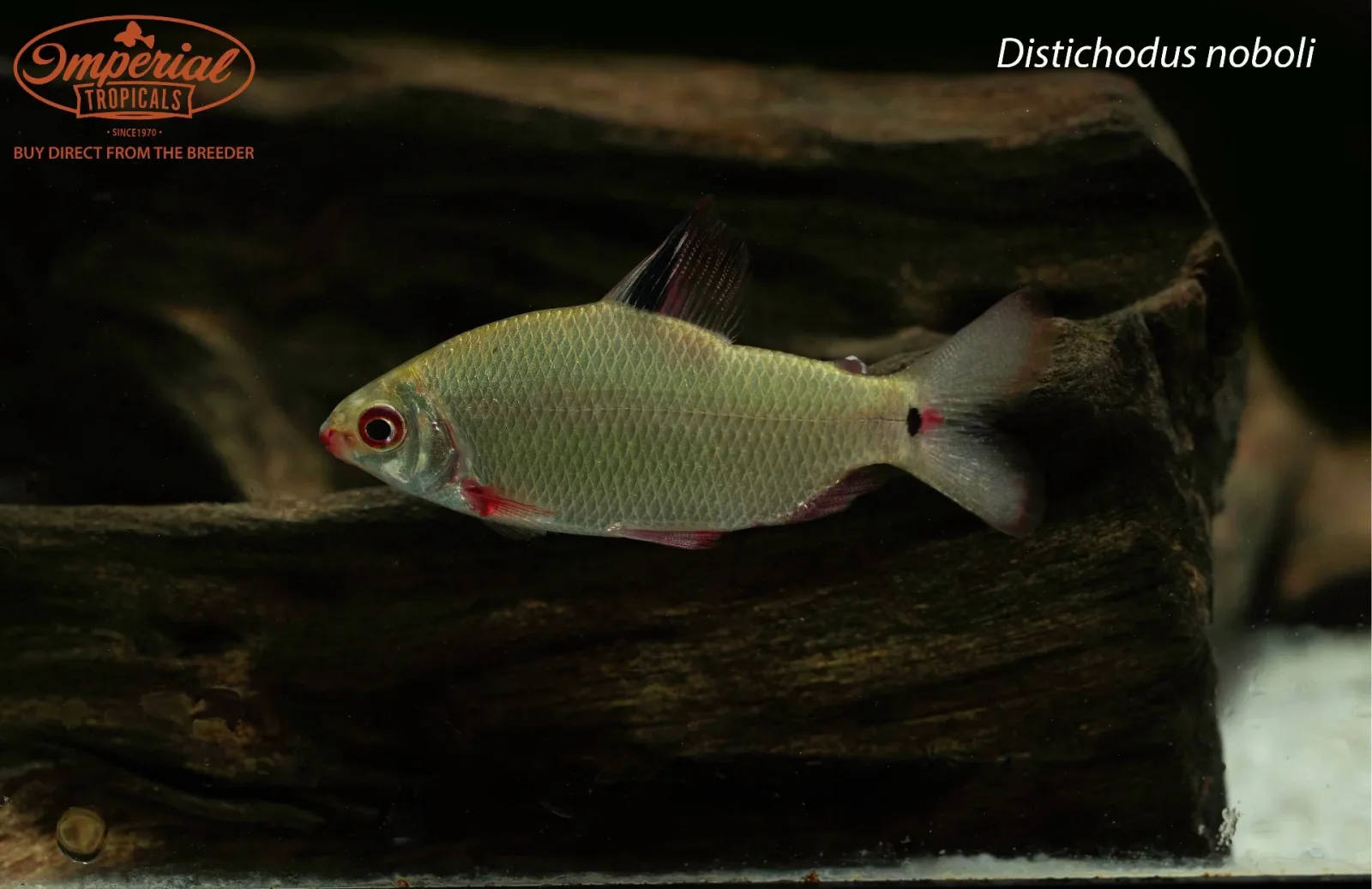 Distichodus noboli