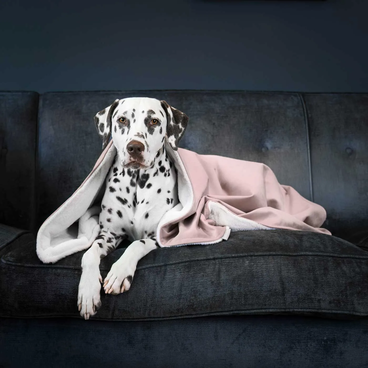 Dog & Puppy Blanket in Blossom Velvet by Lords & Labradors - Image 2