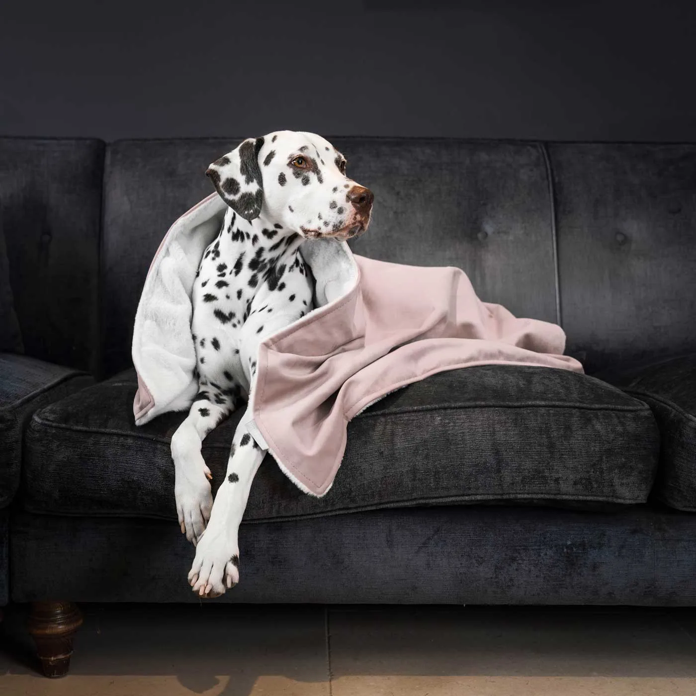 Dog & Puppy Blanket in Blossom Velvet by Lords & Labradors