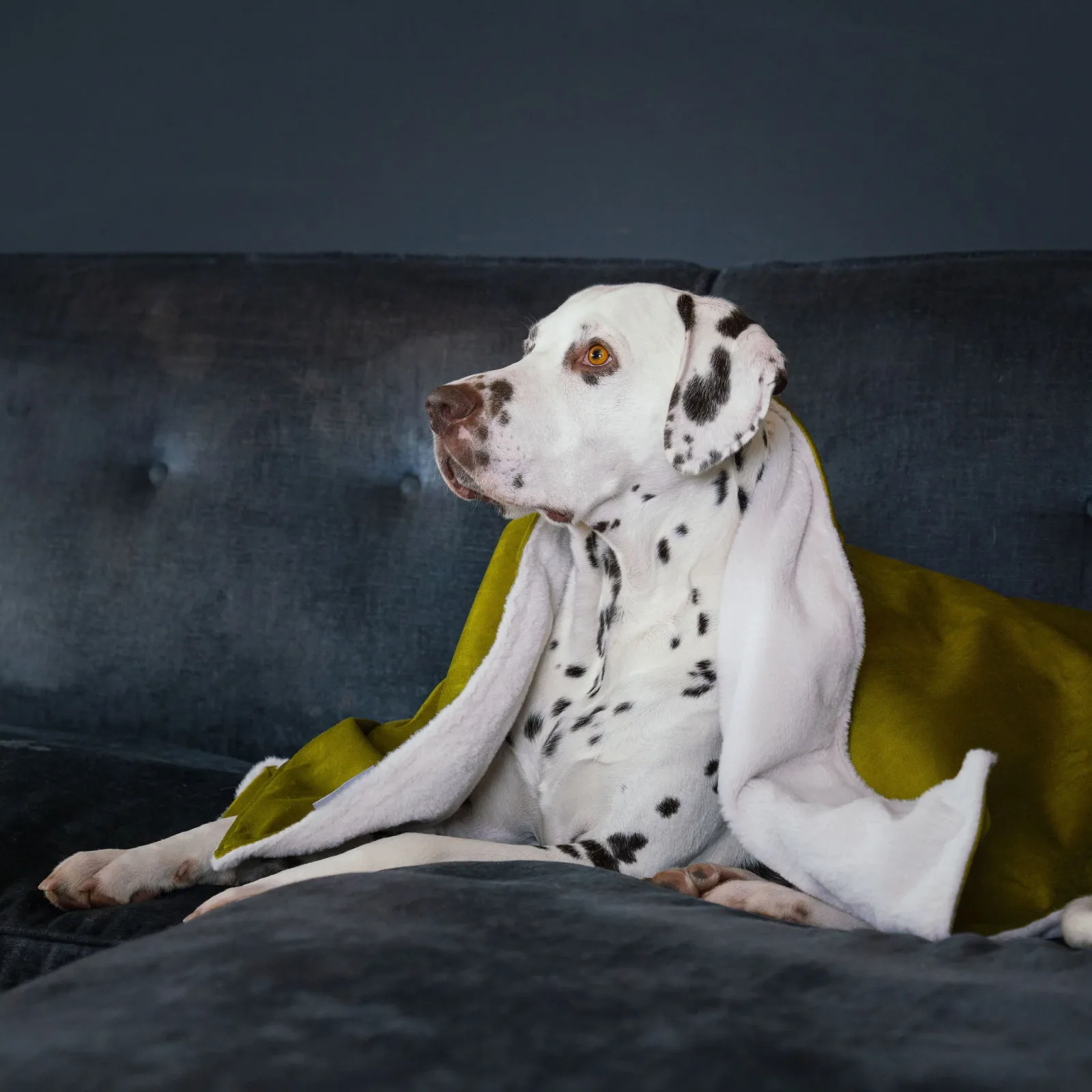 Dog & Puppy Blanket in Olive Velvet by Lords & Labradors - Image 2