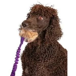 Doggie