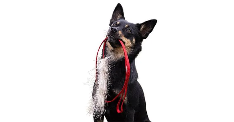 Doggie-Zen Badger Chaser Tug