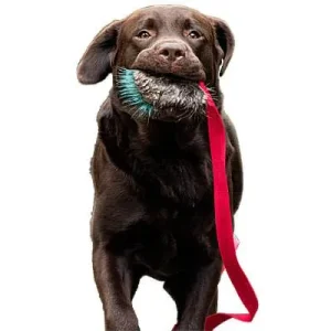 Doggie-Zen Beaver Crinkle Chaser, DZ
