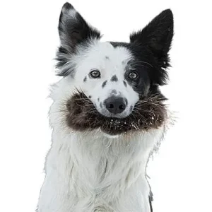 Doggie-Zen Beaver Treat Pocket, DZ