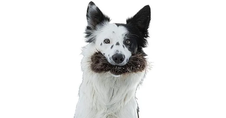 Doggie-Zen Beaver Treat Pocket, DZ