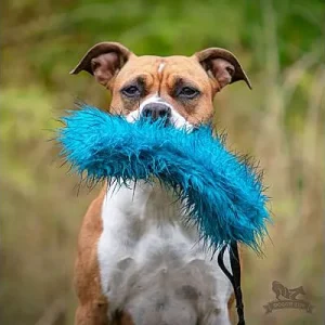 Doggie-Zen Bungee Crackle Tug, DZ