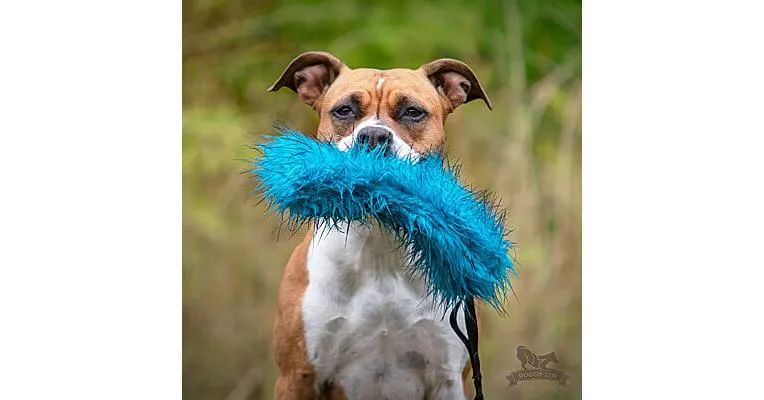 Doggie-Zen Bungee Crackle Tug, DZ