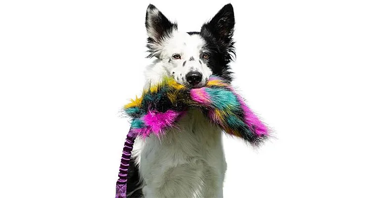 Doggie-Zen Bungee Crinkle Tug, DZ