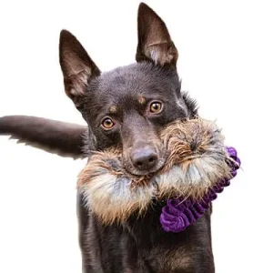 Doggie-Zen Bungee Pocket Fox Tug, DZ