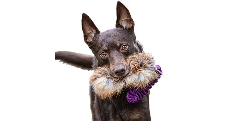Doggie-Zen Bungee Pocket Fox Tug, DZ