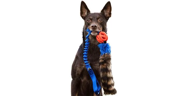 Doggie-Zen Bungee Raccoon Tail Tugs with Breathe Right Ball