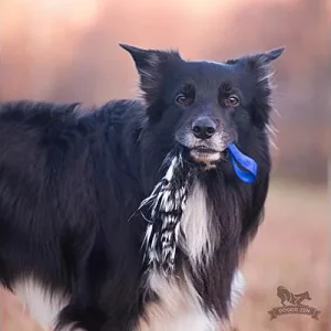 Doggie-Zen Pocket Crinkle Tug, DZ