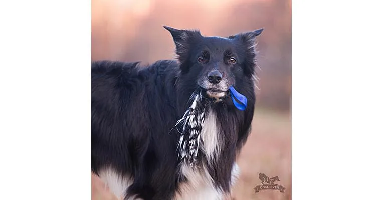 Doggie-Zen Pocket Crinkle Tug, DZ