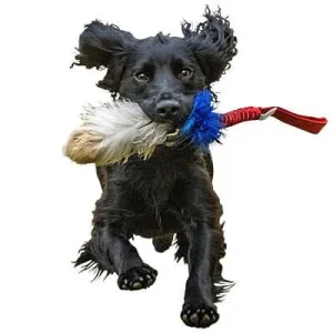 Doggie-Zen Tricolor Bungee Tug, DZ