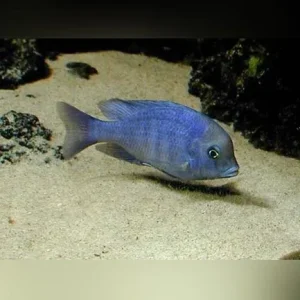 Dolphin Cichlid