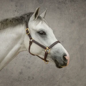 DS Premium Pony Halter