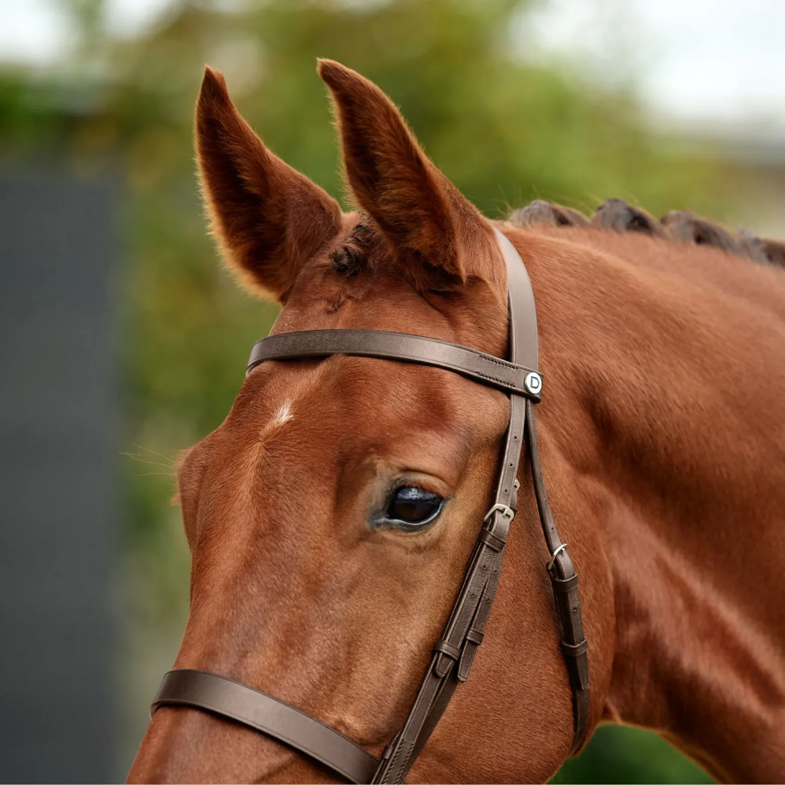 Dublin Flat Cavesson Bridle - Image 2