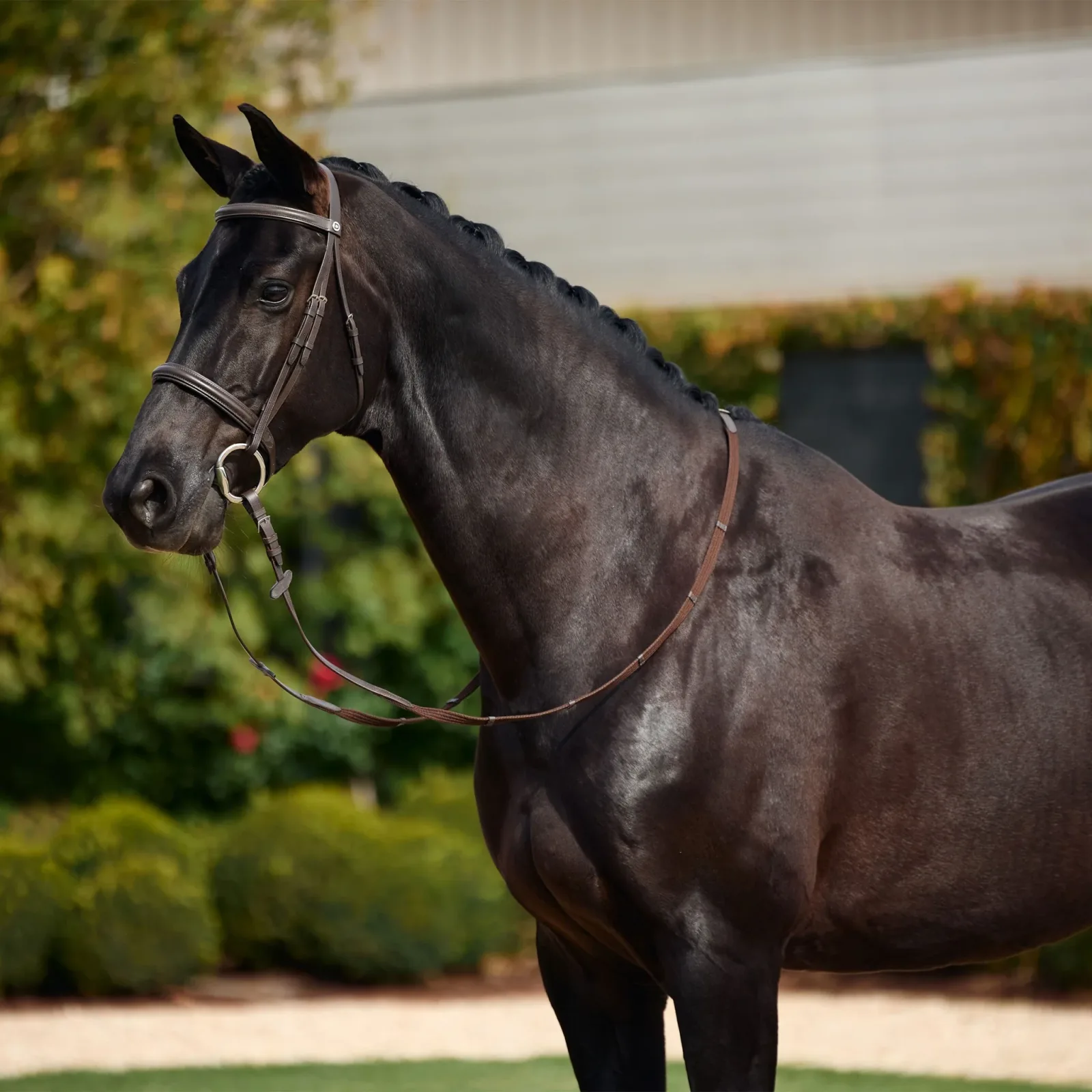 Dublin Padded Cavesson Bridle - Image 2
