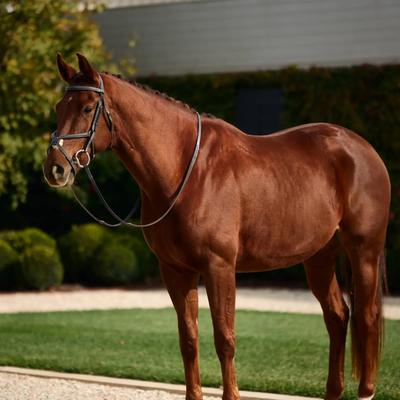 Dublin Padded Fancy Stitch Grackle Bridle - Image 2