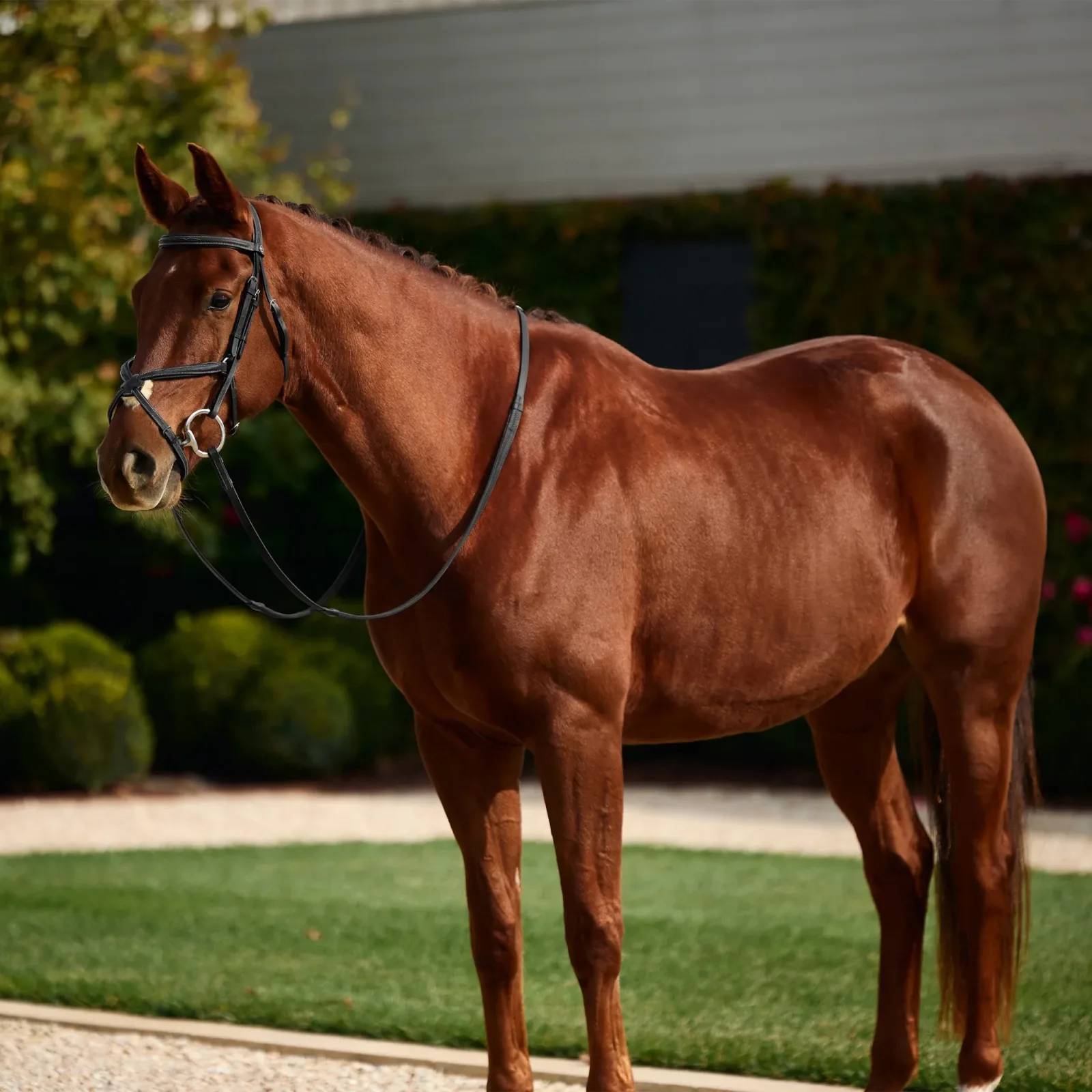 Dublin Padded Fancy Stitch Grackle Bridle