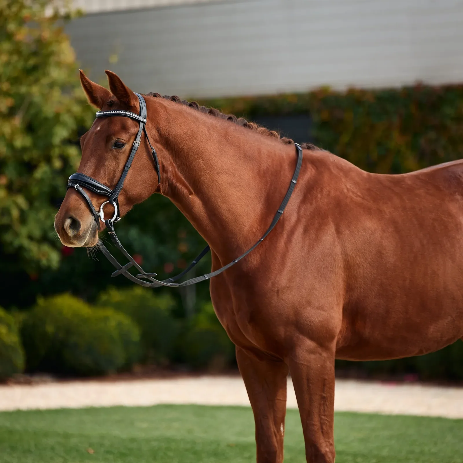 Dublin Padded Patent Flash Bridle