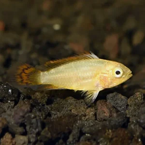 Dwarf Cockatoo Cichlid – Orange Flash